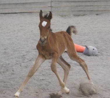 Dee's Colt