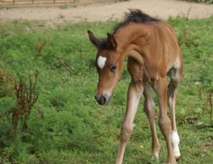 Dee's Colt