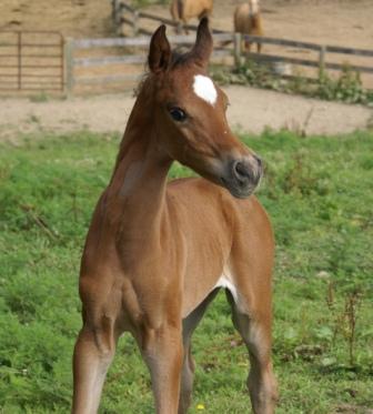 Dee's Colt
