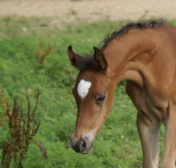 Dee's Colt