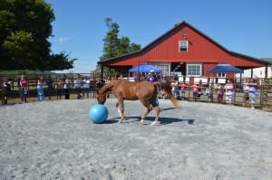 lucy in round pen