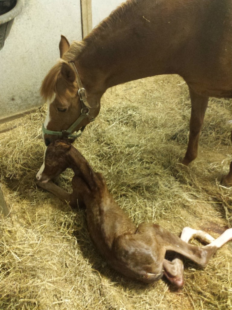 Another filly for Pam!!