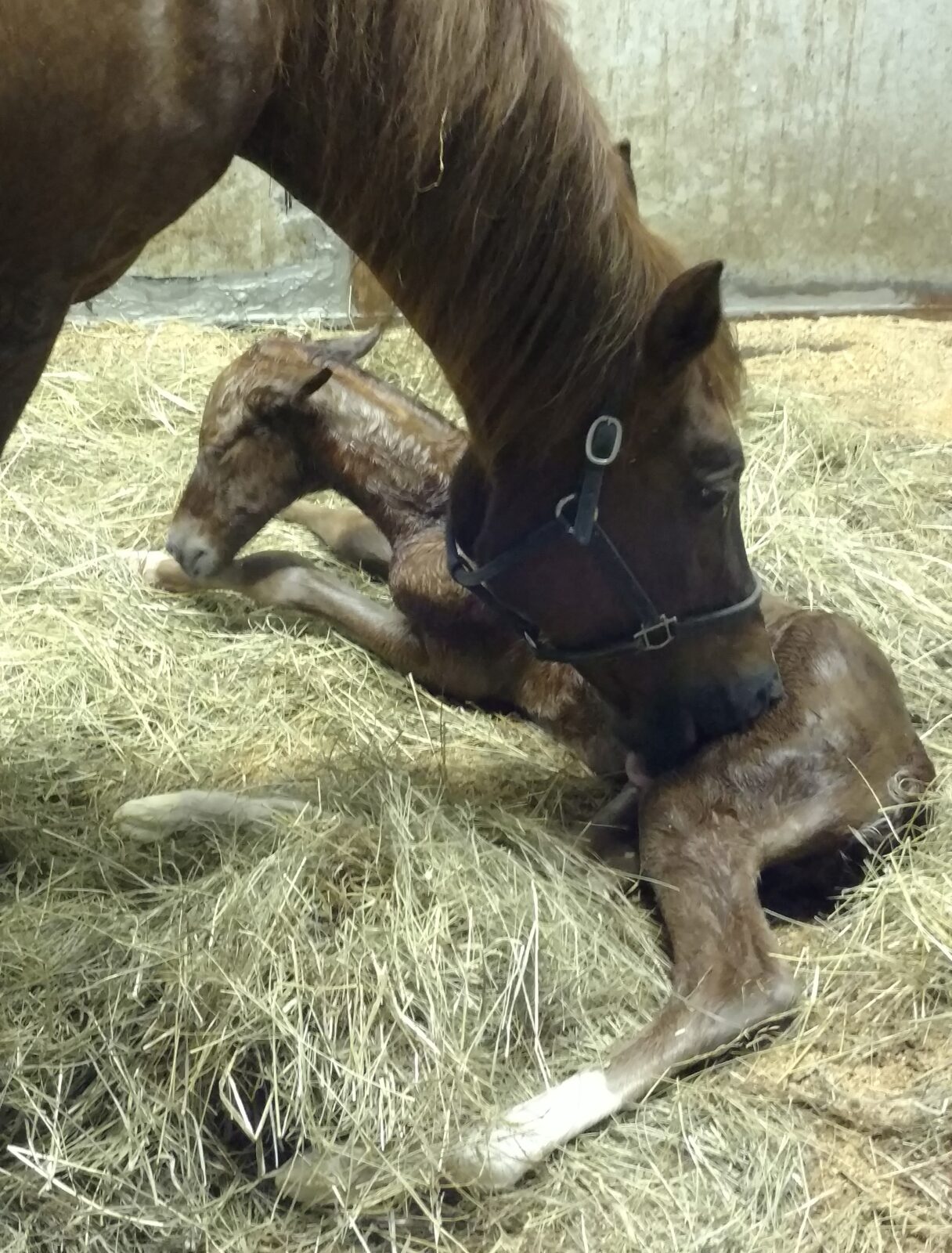 Darbie’s Exhalted Effect colt…