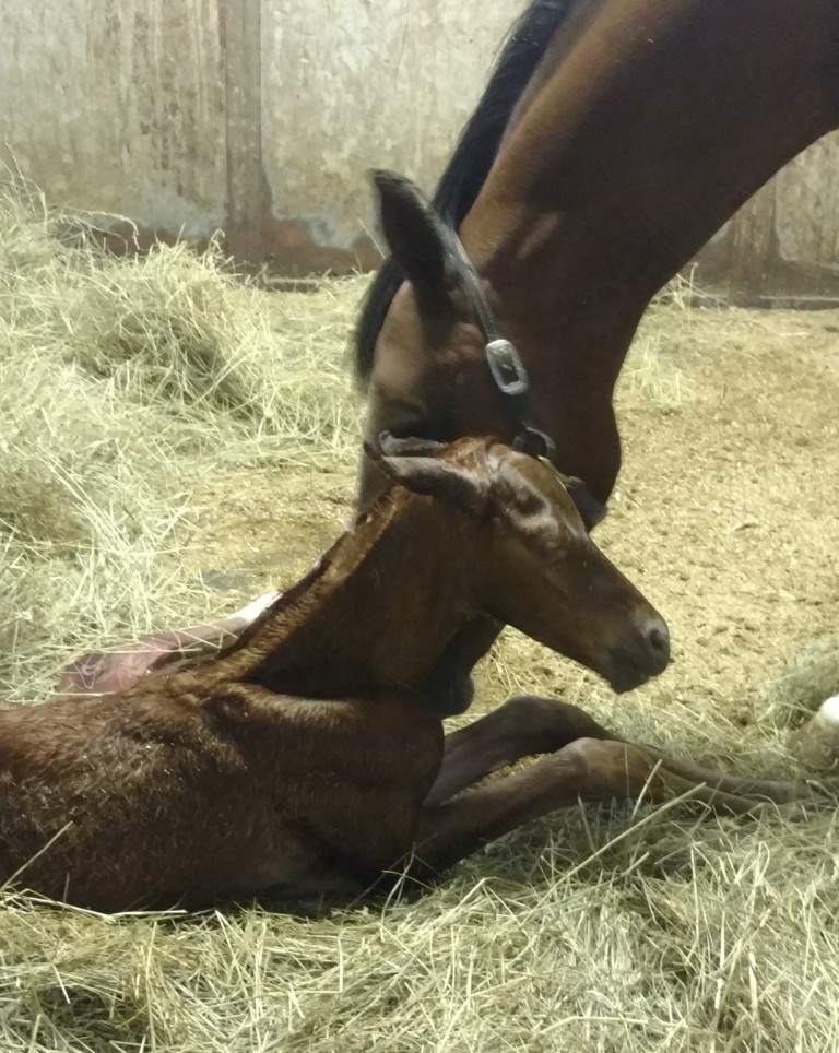 Lucy and Joe have a colt!