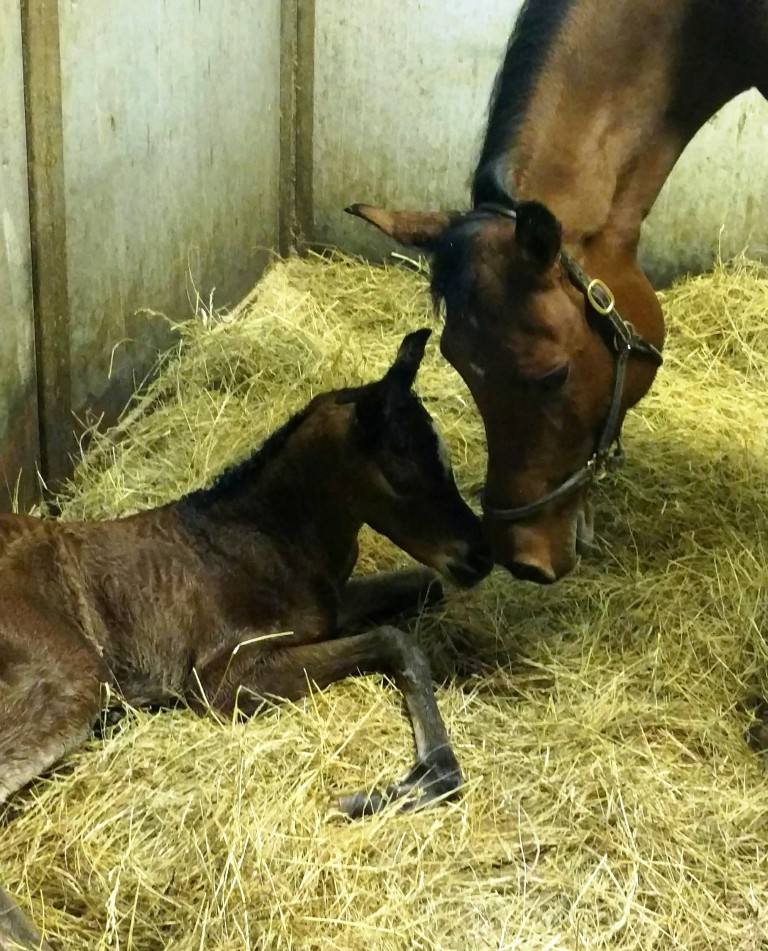 Bella has a filly!!