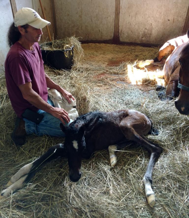 Sapphire and INXS have a filly!