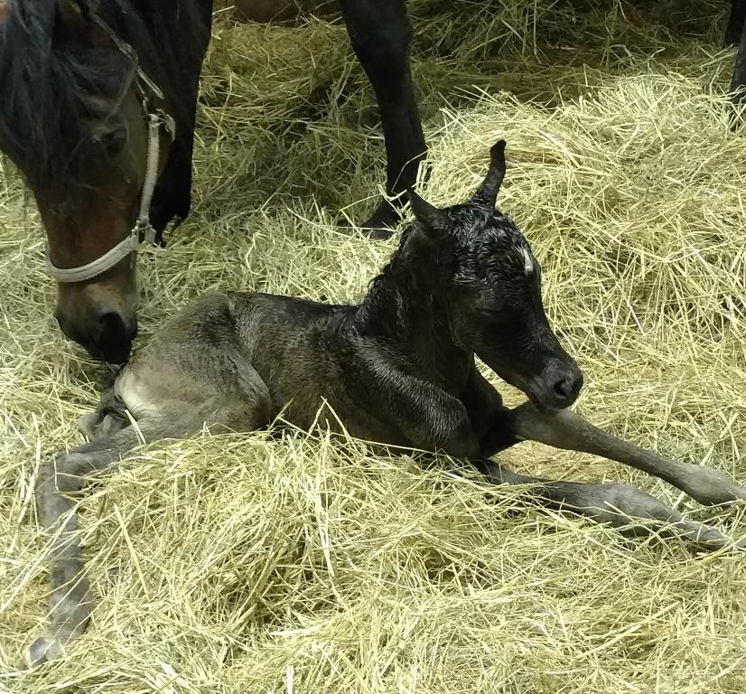Another FILLY for Barbara!!