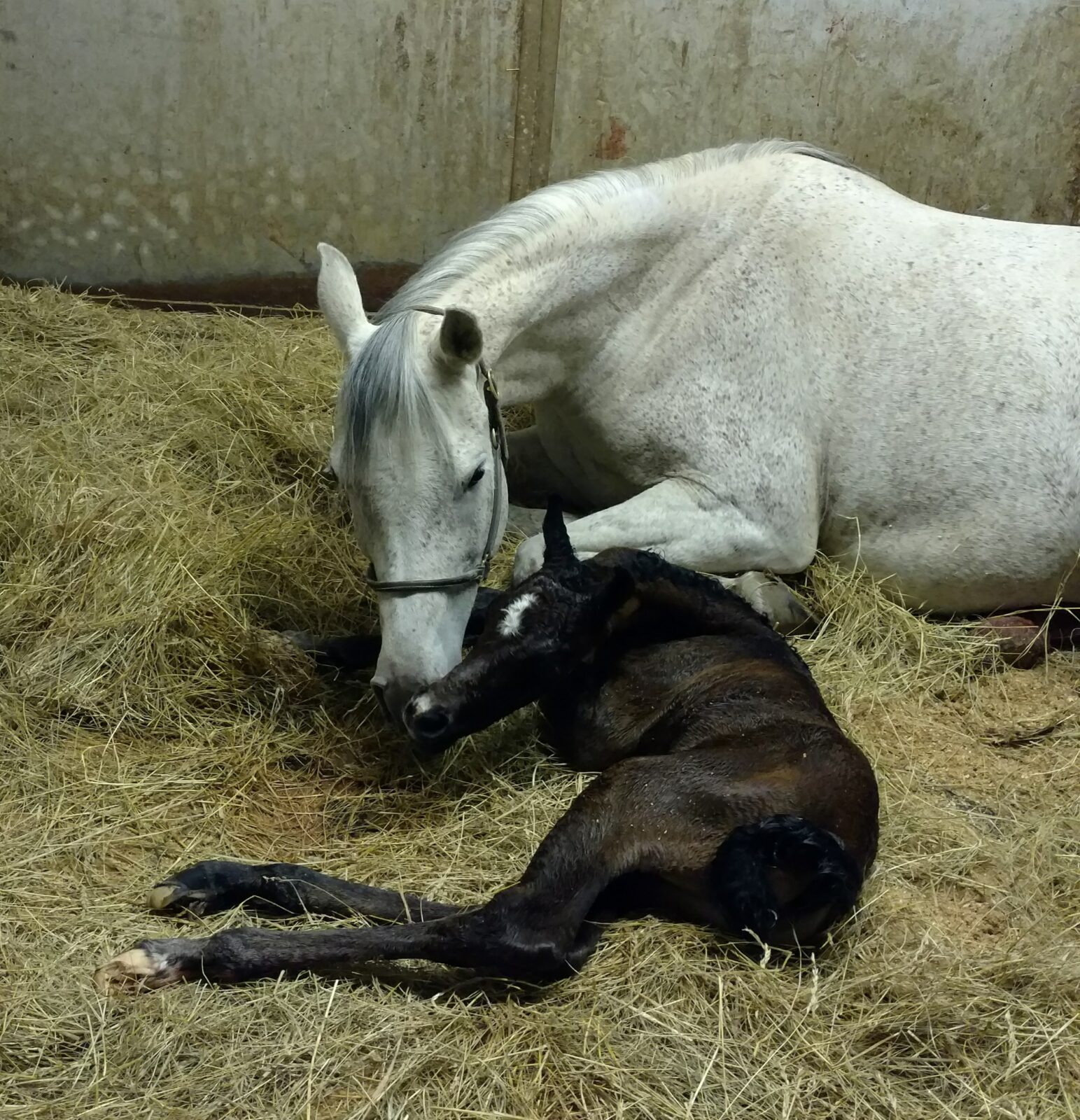 Brieta and Infidel have a Filly!