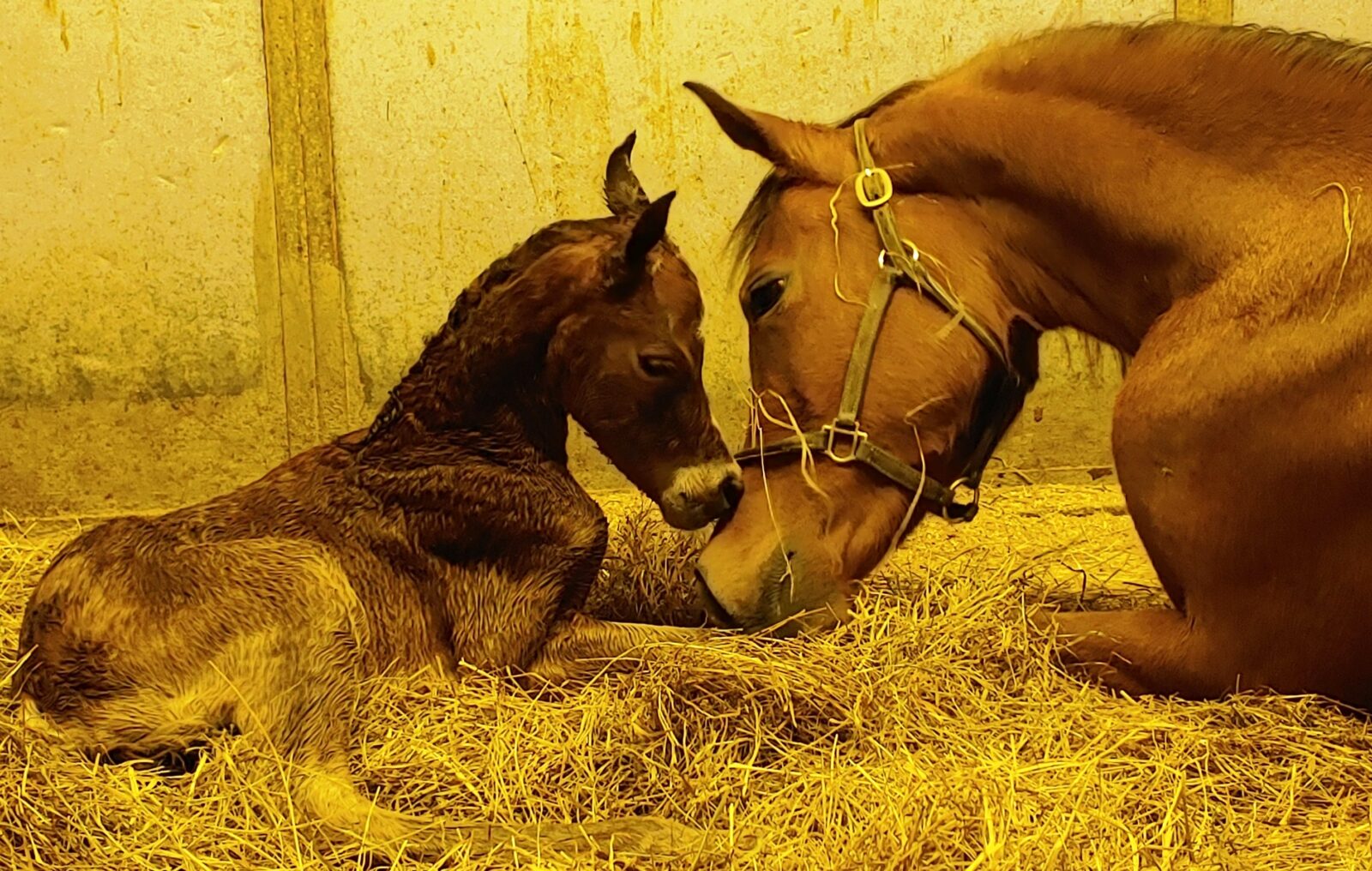 It’s a Filly for Lily!!